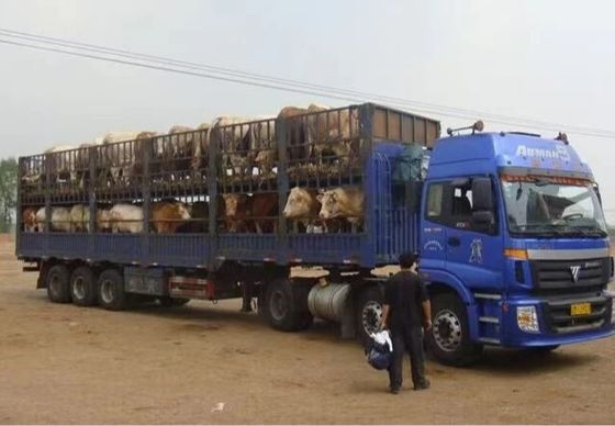 Best 40-80 Tonnen Stahlmaterialien Zaun Truck Anhänger für den Transport von Tieren und Fracht